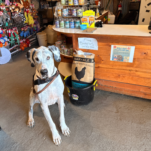 A Great Dane sitting in the store near the checkout counter.