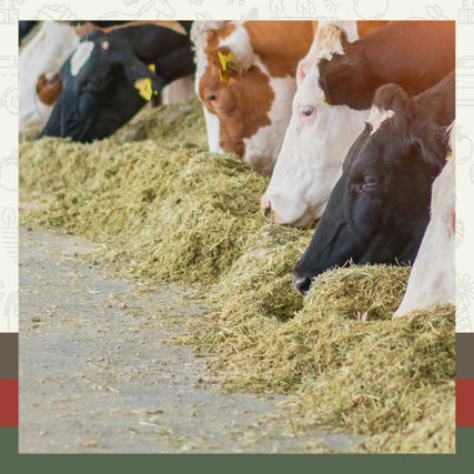 FeedCows with various coat colors, including black and white, brown, and tan, feeding on hay in a barn setting with a calm, pastoral atmosphere.