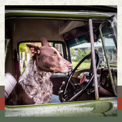 Pet Food & SuppliesA brown and white dog sits attentively in the driver’s seat of an old green truck, gazing out the window. The scene exudes curiosity and playfulness.